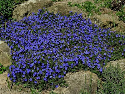 Lithodora Pure Blue - Outdoor Flowering Plant - Arrives Ready to Plant in a 13cm Pot - 4