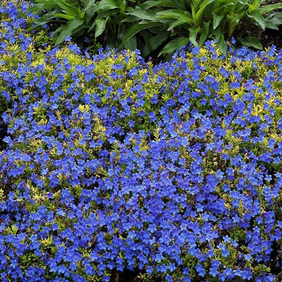Lithodora Pure Blue - Outdoor Flowering Plant - Arrives Ready to Plant in a 13cm Pot - 5