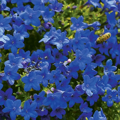 Lithodora Pure Blue - Outdoor Flowering Plant - Arrives Ready to Plant in a 13cm Pot - 6