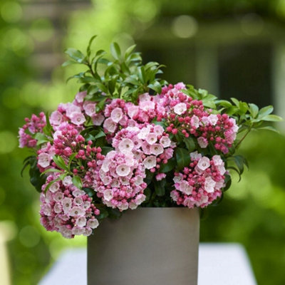 little-linda-mountain-laurel-shrub-plant-kalmia-latifolia-3l-pot-diy