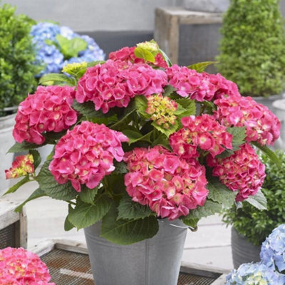 Dollhouse Pink Hydrangeas In Grass - 1:12 Scale Miniature Garden Accessory For Dollhouse Landscaping