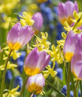 Little Rascals Dwarf Bulb Collection (100 Bulbs) | DIY at B&Q