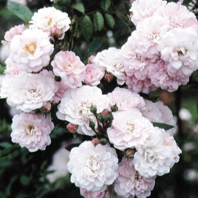 Littler Rambler Rose Bush Miniature Rambling Shrub Light Pink Flowers ...