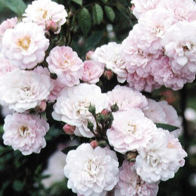 Littler Rambler Rose Bush Miniature Rambling Shrub Light Pink Flowers ...