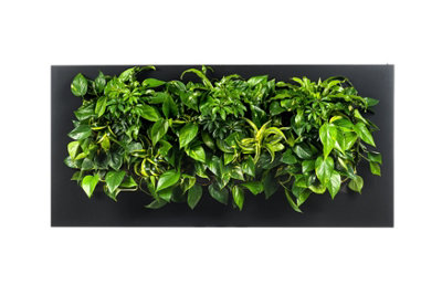 LIVE PICTURE Living wall frame 152cm Black DIY at B&Q