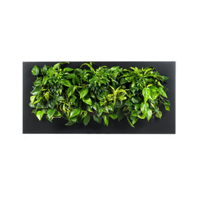 LIVE PICTURE - Living wall frame - 152cm - Black