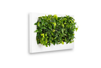 LIVE PICTURE Living wall frame 152cm White DIY at B&Q