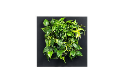LIVE PICTURE Living wall frame 72cm Black DIY at B&Q