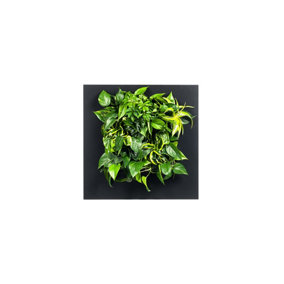 LIVE PICTURE - Living wall frame - 72cm - Black