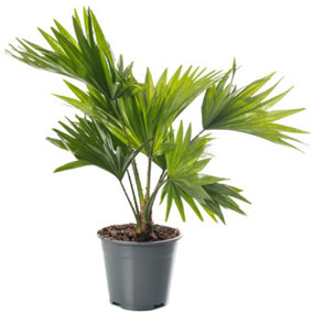 Livistona Palm - Elegant and Tropical Indoor Plant for Interior Spaces (30-40cm Height Including Pot)