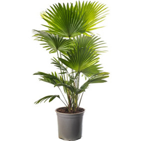 Livistona Palm - Elegant and Tropical Indoor Plant for Interior Spaces (50-60cm Height Including Pot)