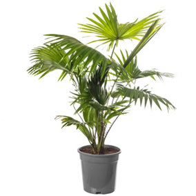 Livistona Palm - Elegant and Tropical Indoor Plant for Interior Spaces (60-70cm Height Including Pot)