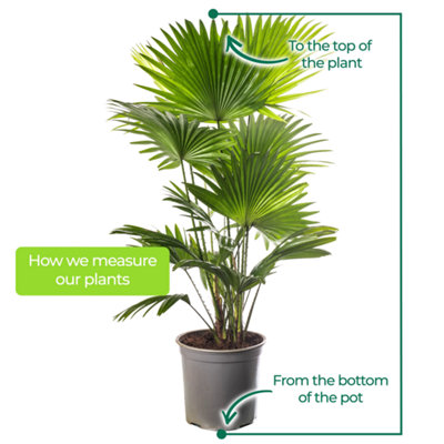Livistona Palm - Elegant and Tropical Indoor Plant for Interior Spaces (60-70cm Height Including Pot) - 5