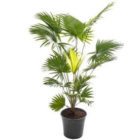 Livistona Palm - Elegant and Tropical Indoor Plant for Interior Spaces (80-90cm Height Including Pot)