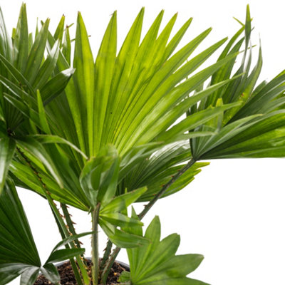 Livistona Palm - Elegant and Tropical Indoor Plant for Interior Spaces (80-90cm Height Including Pot) - 3
