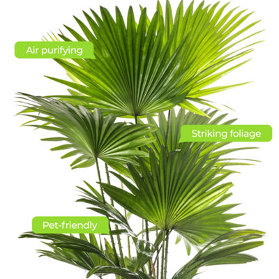 Livistona Palm - Elegant and Tropical Indoor Plant for Interior Spaces (80-90cm Height Including Pot)