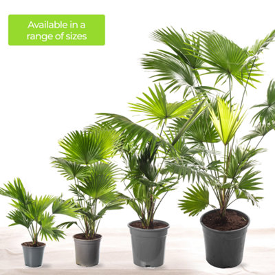 Livistona Palm - Elegant and Tropical Indoor Plant for Interior Spaces (80-90cm Height Including Pot) - 6
