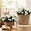 LIVIVO 3 Large Seagrass Handwoven Belly Flower Plant Pots - Natural Indoor Woven Planter Pot - Great for Office & Home Decoration