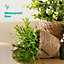 LIVIVO 3 Small Seagrass Handwoven Belly Flower Plant Pots - Natural Indoor Woven Planter Pot - Great for Office & Home Decoration