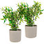LIVIVO Indoor Plant Pots - Set of 2, Gardening Pot for All House Plants, Herbs & Foliage Plant - Ideal Home Decor Planter - 18cm