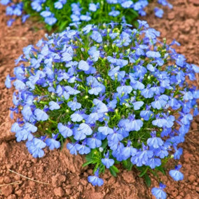 Lobelia Bush Cambridge Blue Plants - 20 Pack - 2 Trays of 10 - Summer Colour