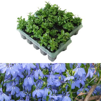 Lobelia Bush Cambridge Blue Plants - 20 Pack - 2 Trays of 10 - Summer Colour