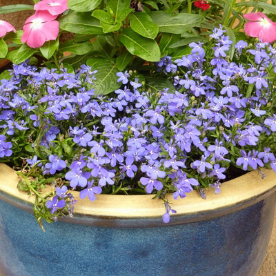 Lobelia Bush Cambridge Blue Plants - 20 Pack - 2 Trays of 10 - Summer Colour - 3