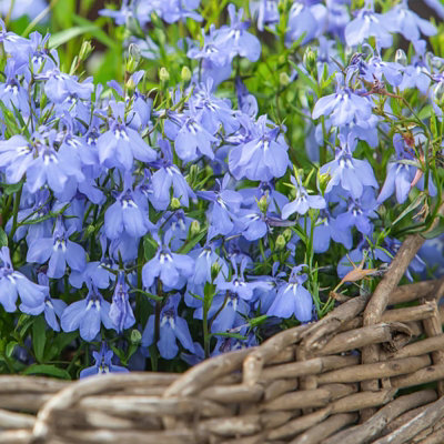 Lobelia Bush Cambridge Blue Plants - 20 Pack - 2 Trays of 10 - Summer Colour - 4