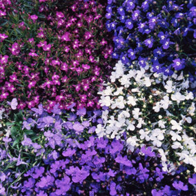 Lobelia Bush Mixed Colourful Flowering Garden Ready Bedding Plants 10 Pack