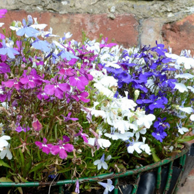 Lobelia Bush Mixed Colourful Flowering Garden Ready Bedding Plants 10 Pack