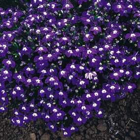Lobelia Bush Mrs Cilbran Colourful Flowering Bedding Plants For Sale 10 Pack