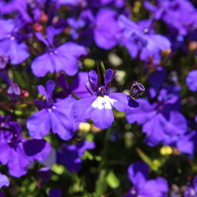 Lobelia Bush Mrs Cilbran Colourful Flowering Bedding Plants For Sale 10 Pack