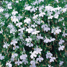 Lobelia Bush White Colourful Flowering Garden Ready Bedding Plants 10 Pack