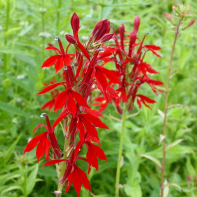 Lobelia cardinalis 9cm Potted Plant x 1