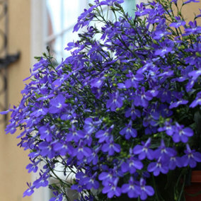 Lobelia 'Crystal Palace Blue' 10 x Garden Ready Plugs
