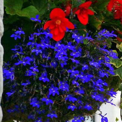 lobelia-dark-blue-bedding-