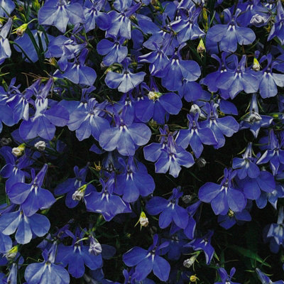 Lobelia Dark Blue Bedding Plants 1 x 10 Pack - Easy Grow Outdoor