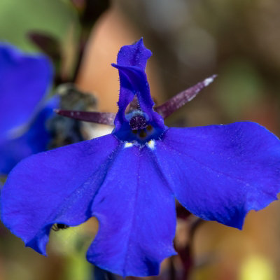 Lobelia Dark Blue Bedding Plants 1 x 10 Pack - Easy Grow Outdoor