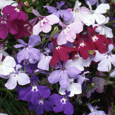 Lobelia Fountain Mixed Colourful Flowering Garden Ready Bedding Plants 6 Pack