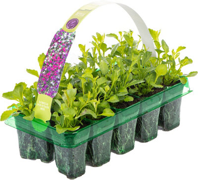 Lobelia Fountain Mixed Colourful Flowering Garden Ready Bedding Plants 6 Pack