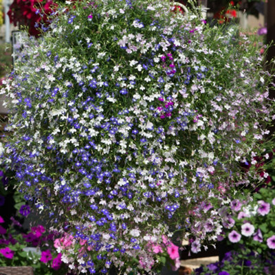 Lobelia Fountain Mixed Colourful Flowering Garden Ready Bedding Plants 6 Pack - 3