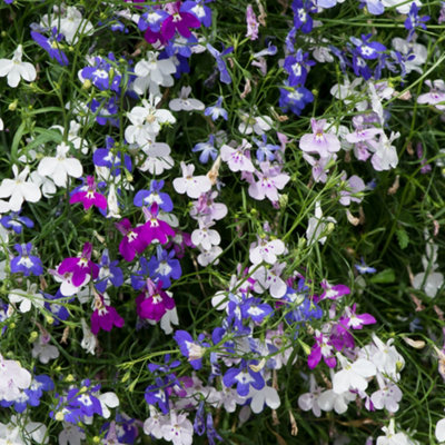 Lobelia Fountain Mixed Colourful Flowering Garden Ready Bedding Plants 6 Pack - 4