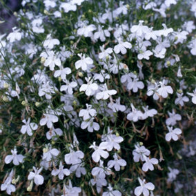 Lobelia Fountain White 24 Plug Plants
