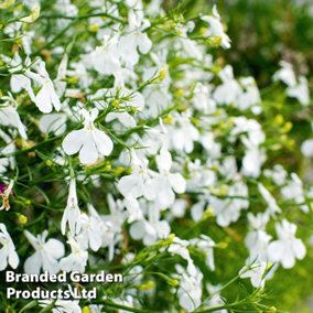 Lobelia Fountain White - 6 Plug Plants - Summer Garden - Ideal for Hanging Baskets
