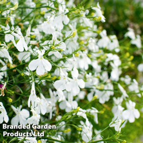 Lobelia Fountain White 6 Plug Plants
