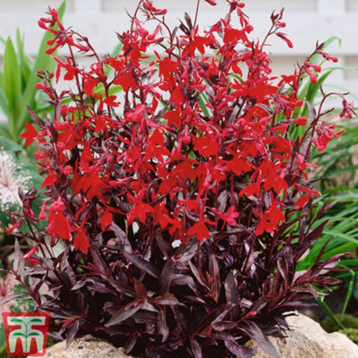 Lobelia Queen Victoria 6 Plug Plants