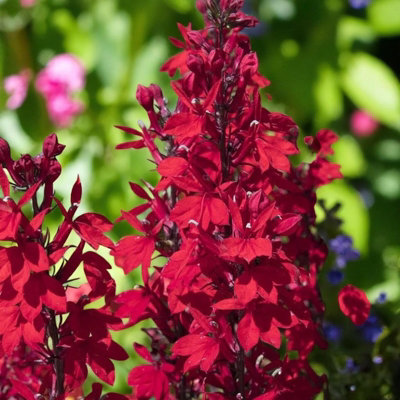 GL FLEX 9 WIDE リドル　ハル　スタビー Lobelia Speciosa Mix Starship Deep Scarlet 1 x 9cm Pot - Hardy