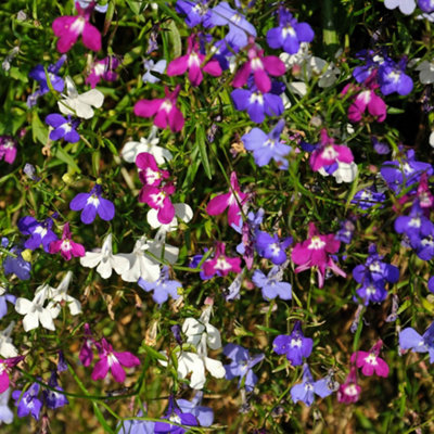 Lobelia 'Trail Away Mix' 10 garden Ready