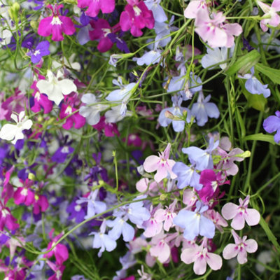 Lobelia Trail Away (Trailing) Pro + Plugs 60