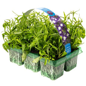 Lobelia Trailing Blue Basket Plants: Continuous Cascade, Vibrant Blue, 6 Pack Serenity (Ideal for Baskets)
